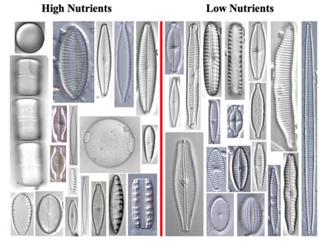 why are diatoms called indicators of water quality